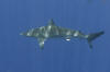 spinner shark