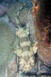 Spotted Wobbegong
