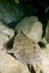 Spotted Wobbegong