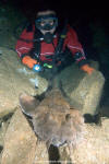 Spotted Wobbegong