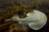 Shark pictures
