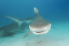 Tiger Shark Picture