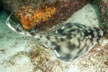 Banded Guitarfish Picture