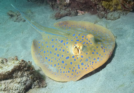 Blue Spotted Stingray Picture