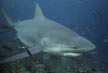Bull Shark