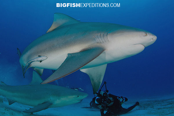 diving with bull sharks