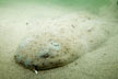 Pacific Angel Shark Picture