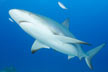 Caribbean Reef Shark