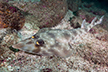 Gorgona guitarfish