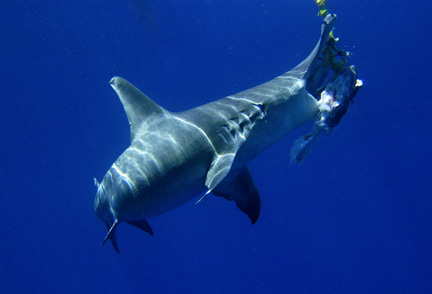 Hammerhead shark feeding on bait