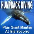 Humpback whale diving and manta diving in Socorro.