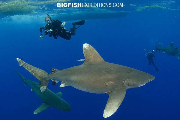 diving with oceanic whitetip sharks