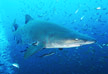 Sandtiger Shark Picture