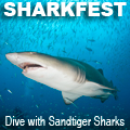 Sharkfest Sandtiger Shark Diving