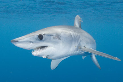 Shortfin Mako Shark picture