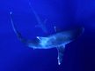 Silvertip Shark