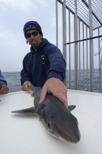 Fisherman with shark picture