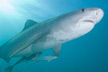 Tiger Shark