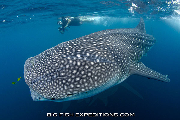 Big whale shark and diver