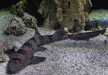 White Spotted Bamboo Shark