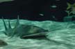 Smalltooth Sawfish