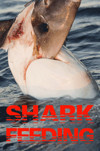 Shark feeding on bait