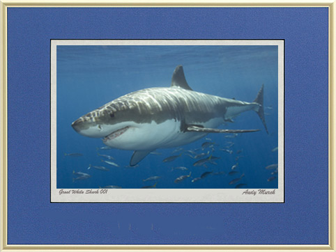 shark picture frame