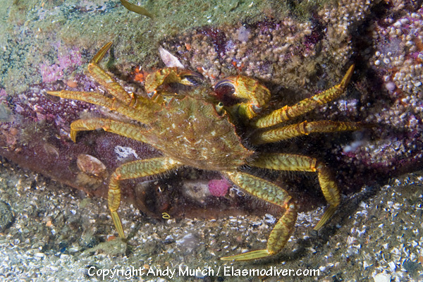 Helmet Crab Cancer cheiragonus