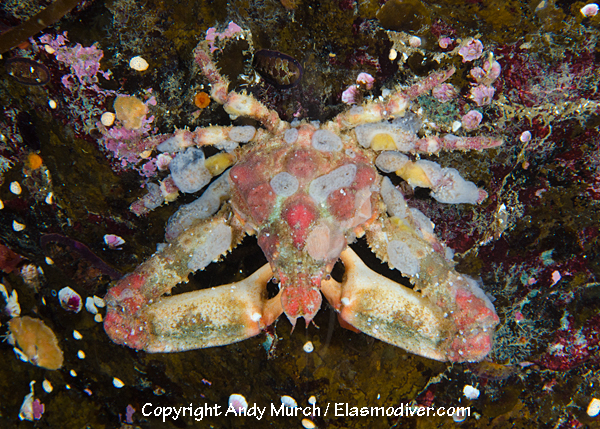 Sharpnose Crab