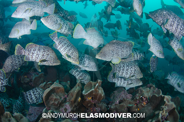 Reef fishes at Malpelo Island
