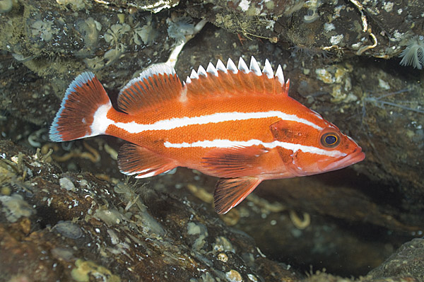 Juvenile Yelloweye Rockfish