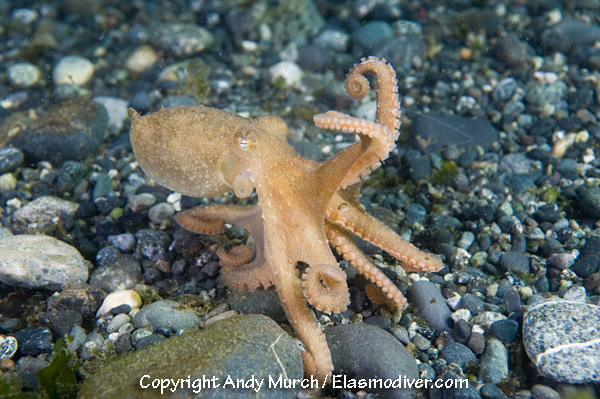 Pacific Red Octopus 