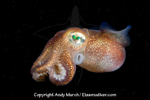 stubby squid swimming at night