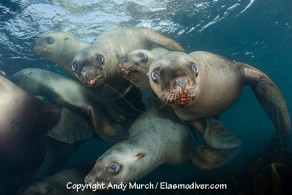 dive with steller sea lions