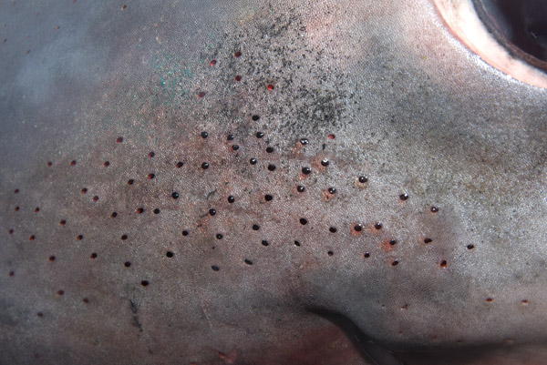 Ampullae of Lorenzini of a Porbeagle Shark