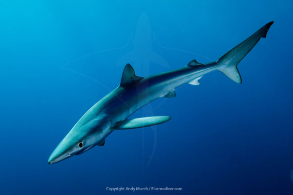 blue shark archivl print