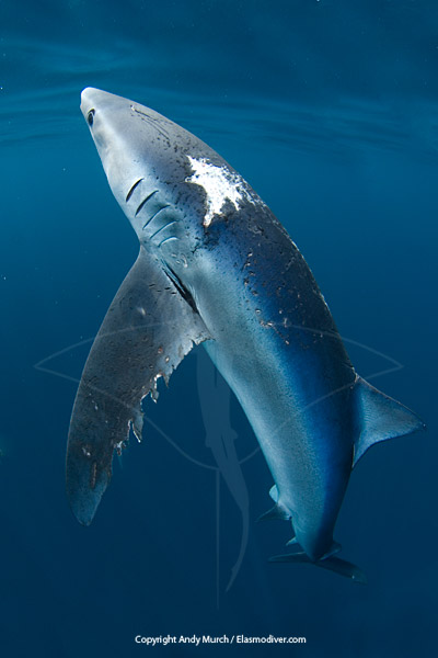 blue shark with ragged torn skin
