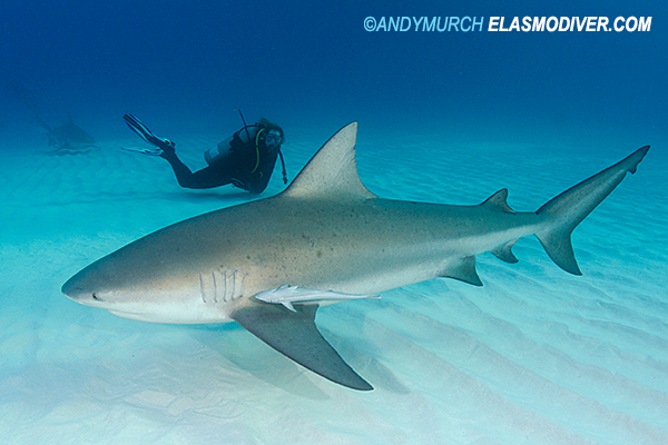 Diver with a large bull shark
