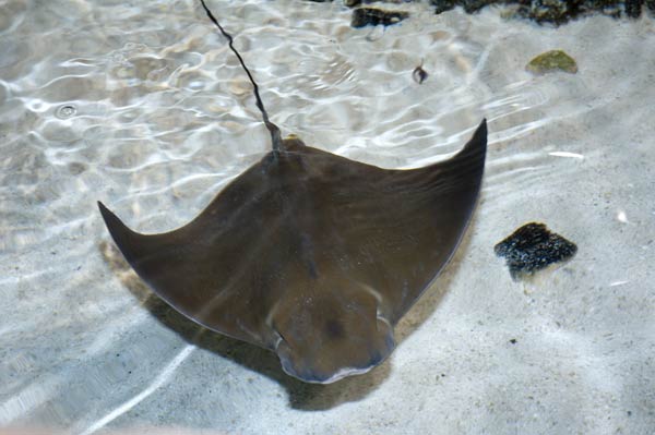 Atlantic cownose ray