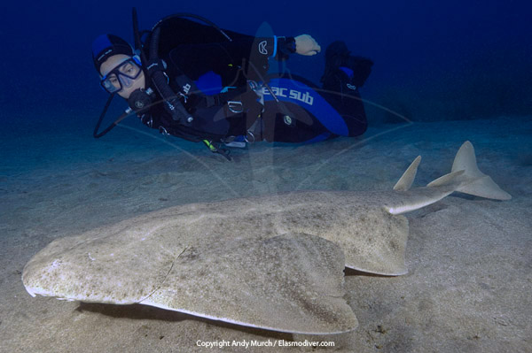 Diver with Common Angel Shark