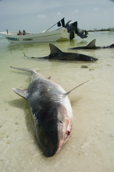Exclusive: Shark finning rampant across Chinese tuna firm's fleet
