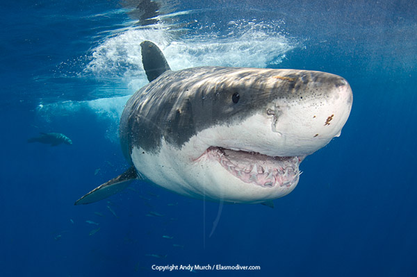 great white shark picture print