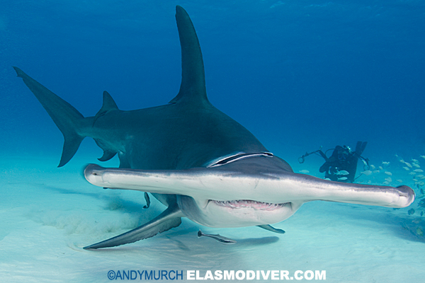 Great Hammerhead Shark and diver