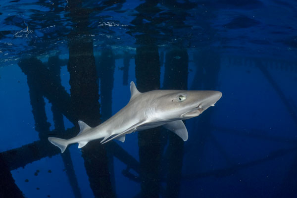 gulf smoothhound