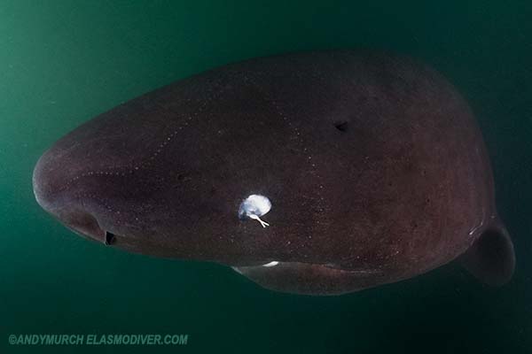 Pacific Sleeper Shark eye and snout detail.