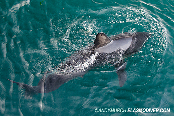 swimming salmon shark