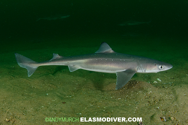 Atlantic Spiny Dogfish