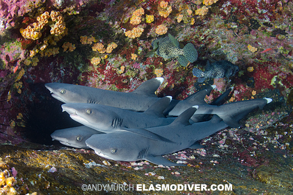 reef whitetip sharks group behavior