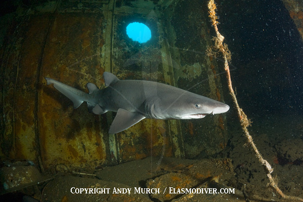 Sandtiger Sharks on a wreck in North Carolina