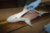 Atlantic Sharpnose Shark Liver